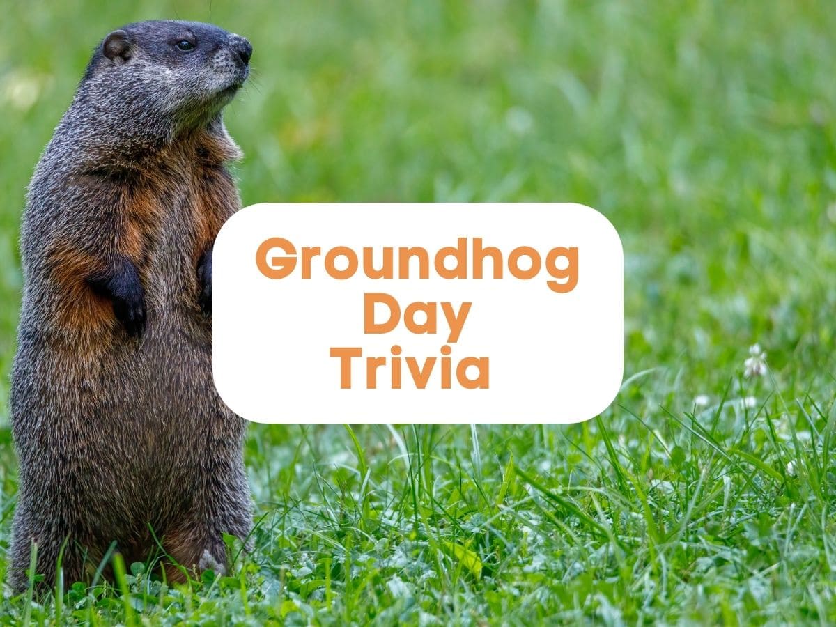 Groundhog representing groundhog day trivia