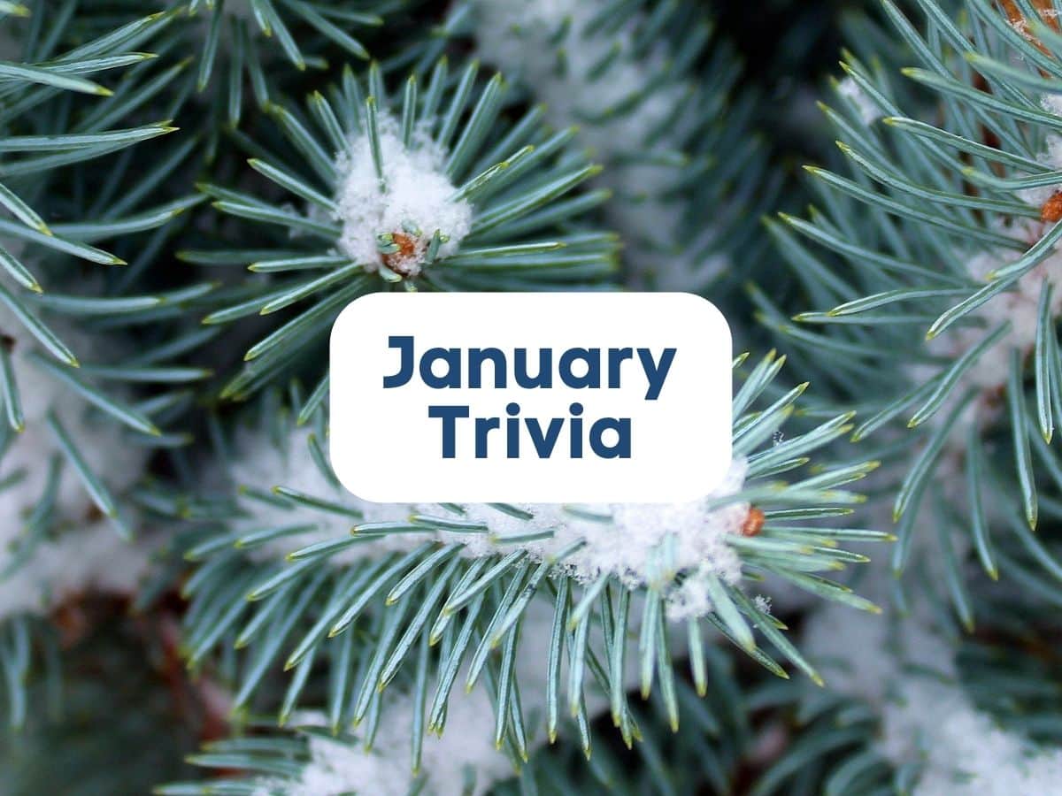 Snowy tree representing January trivia